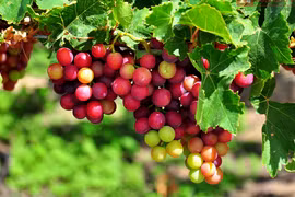 Fête du vin et des raisins de Ninh Thuân 2019