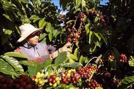 Le café est l'un des sept produits et groupes de produits dont la valeur d'exportation dépasse un milliard de dollars. Photo: VNA