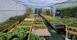 Des jardins potagers à Truong Sa 