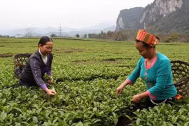 Nécessite de six millions de travailleurs formés à l’agriculture d’ici 2030