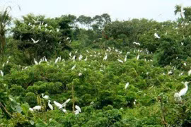 Le jardin des oiseaux de la ville de Ca Mau