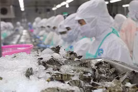 La filière crevetticole vise un chiffre d’affaires à l’export de 500 millions d'USD en R. de Corée