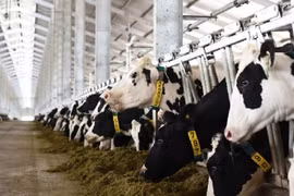 Le Vietnam exportera son premier lot de lait en Chine en octobre