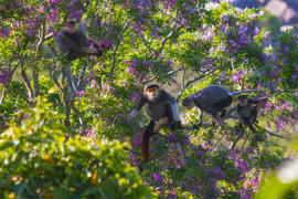 Les primates rares à Da Nang font face à de sérieuses difficultés