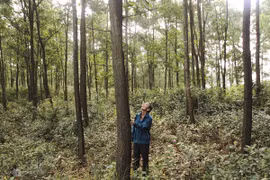 Bac Giang vise 16.000 hectares de forêts de production de bois en 2025