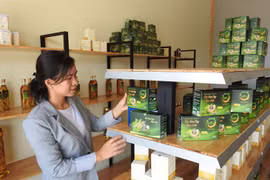 Hô Thi Kim Oanh et le thé au « ginseng du pauvre » de Ngoc Linh