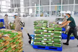 Le riz vietnamien est de plus en plus apprécié au Royaume-Uni 