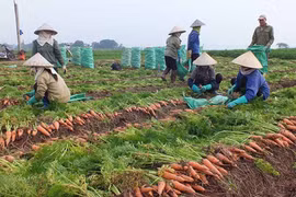 Reprise de la production agricole dans une commune à Hanoï 