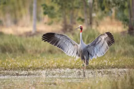 Efforts pour sauver les grues à tête rouge 