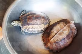 ​ENV : 157 animaux sauvages sauvés en mai