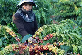 Le Vietnam voit ses exportations de poivre vers la France augmenter en sept mois