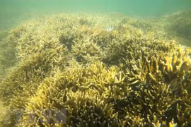 Ninh Thuan se concentre sur la conservation et le développement durable de la biodiversité marine
