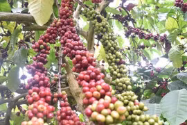 Améliorer 107.000 hectares de café entre 2021 et 2025