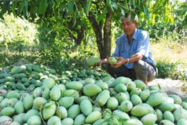 Une société de Dong Thap a exporté 22 tonnes de mangues au Moyen-Orient 