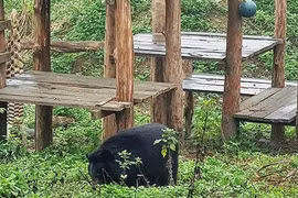 Ninh Binh: un refuge d'ours attrayant pour les touristes étrangers