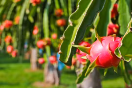 Dynamiser l'exportation de produits agricoles vietnamiens en Inde