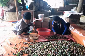 Signes positifs pour l'exportation de prunes de Son La