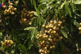 Son La exporte 30 tonnes de longanes vers la Chine