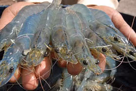 Grandes opportunités pour les exportations vietnamiennes de crevettes vers l'UE