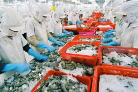 Exportations de crevettes au Japon: le Vietnam maintient sa position de leader