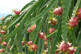 Plus de 80% des fruits du dragon du Vietnam exportés en Chine