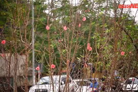 Une rue bordée d’abondantes fleurs de pêcher annonce l’approche du Têt