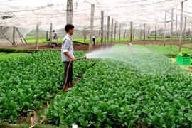 Le revenu des agriculteurs vietnamiens sera multiplié par 1,5 d’ici 2030