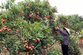 Bac Giang prépare la nouvelle saison de litchi