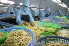 Nikkei Asian Review: le Vietnam demeure le "roi de la noix de cajou" du monde