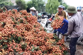 Des experts japonais au Vietnam pour vérifier le litchi frais pour l’exportation