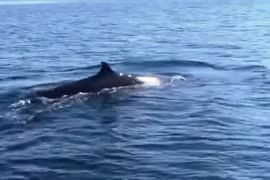 Une baleine de plus de 4 m dans les eaux de Cù Lao Chàm