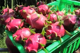 Les États-Unis, marché potentiel pour les fruits vietnamiens