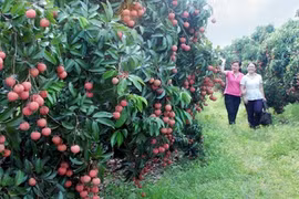 Bac Giang étend sa superficie de litchis pour l’exportation