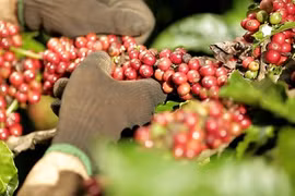  Café: Plus de 2,3 milliards de dollars d’exportation en 10 mois