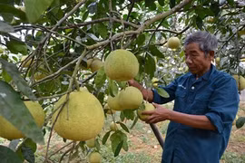 La province de Phu Tho valorise ses spécialités agricoles