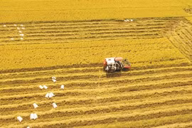 Le riz vietnamien arrive à maturité sur le marché mondial