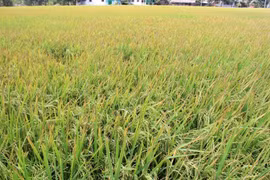 Les grands potentiels de riz parfumé du Vietnam dans l'UE