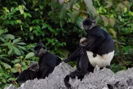 La protection de la faune de l’ASEAN au menu des experts