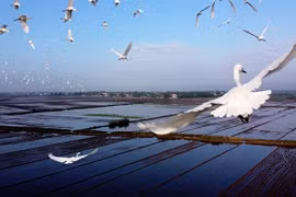 Thua Thien-Hue prend des mesures pour protéger les oiseaux sauvages