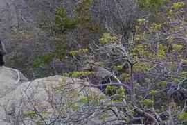 Protection urgente des langurs de douc à jambes noires trouvés à Ninh Thuân