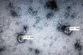 Mise en culture du coronavirus : une avancée majeure pour le Vietnam