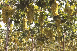 Des vignobles aux métiers traditionnels à Ninh Thuân 