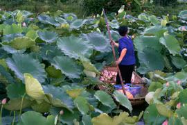Le thé au lotus ou l’élégance hanoienne