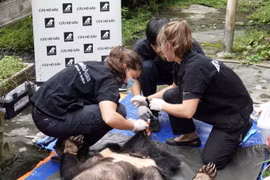 Deux ours noirs d’Asie captifs rejoignent leur nouvelle demeure