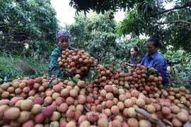 De bons signes pour les exportations de fruits et légumes