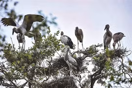 Tourisme expérientiel au Parc national de Tràm Chim