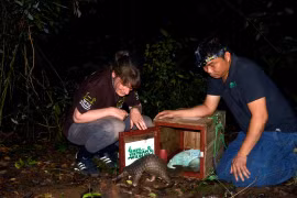 53 pangolins relâchés dans la nature