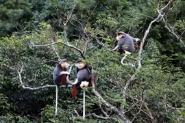 Un primate rare remis au Parc national de Cuc Phuong