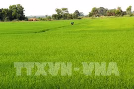 Riziculture: Hau Giang expérimente des produits bio sud-coréens