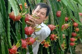 Le fruit du dragon frais vietnamien obtient son visa pour le Japon